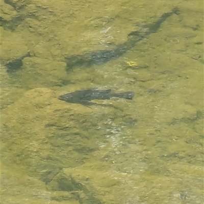 Macquaria australasica (Macquarie Perch) at Uriarra Village, ACT - 12 Jan 2025 by ryanbadowski