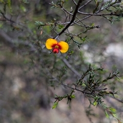 Dillwynia phylicoides (A Parrot-pea) at Uriarra Village, ACT - 11 Jan 2025 by ryanbadowski