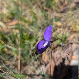 Wahlenbergia sp. at Bimberi, ACT - 14 Jan 2025