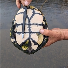 Chelodina longicollis (Eastern Long-necked Turtle) at Tharwa, ACT - 10 Jan 2025 by ryanbadowski