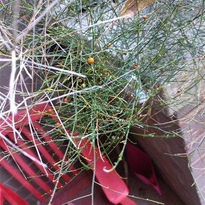 Asparagus virgatus (Tiki Fern, Asparagus Fern, Broom Fern) at Mawson, ACT by shube