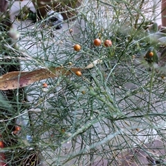 Asparagus virgatus at Phillip, ACT - suppressed