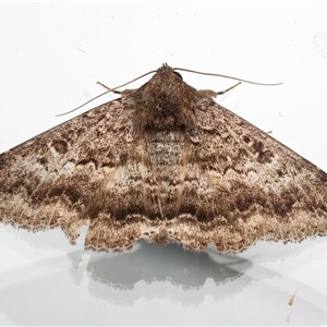 Eudesmeola lawsoni (Lawson's Night Moth) at Ainslie, ACT by jb2602