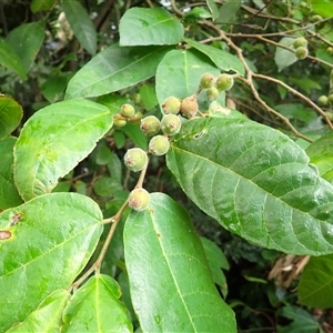 Ficus coronata (Creek Sandpaper Fig) at Mount Keira, NSW by plants