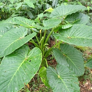 Alocasia brisbanensis (Cunjevoi, Spoon Lily) at Mount Keira, NSW by plants