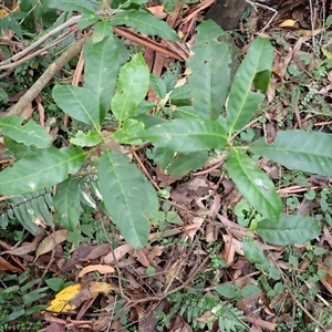 Croton verreauxii (Green Native Cascarilla) at Mount Keira, NSW by plants