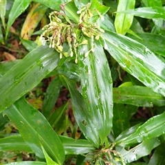 Pollia crispata (Pollia) at Mount Keira, NSW - 13 Jan 2025 by plants