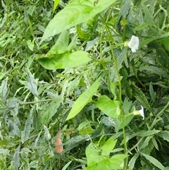 Calystegia marginata (Forest Bindweed) at Mount Keira, NSW - 13 Jan 2025 by plants