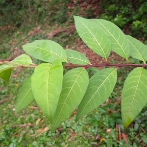 Cestrum elegans (Elegant Poison-berry) at Mount Keira, NSW by plants