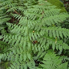 Diplazium australe (Austral Lady Fern) at Mount Keira, NSW - 14 Jan 2025 by plants