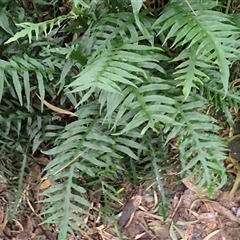 Microsorum scandens (Fragrant Fern) at Mount Keira, NSW - 14 Jan 2025 by plants