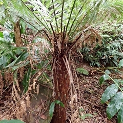 Dicksonia antarctica (Soft Treefern) at Mount Keira, NSW - 13 Jan 2025 by plants