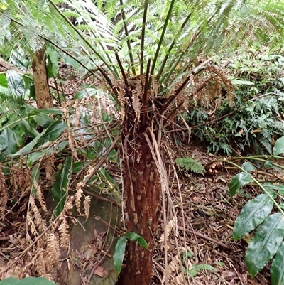 Dicksonia antarctica (Soft Treefern) at Mount Keira, NSW - 14 Jan 2025 by plants