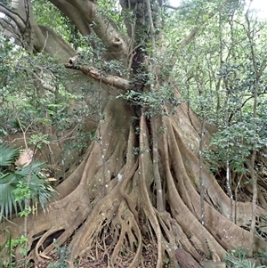 Ficus obliqua at Mount Keira, NSW - 14 Jan 2025 09:46 AM