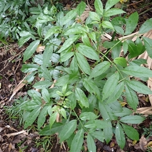 Sambucus australasica (Native Elderberry, Yellow Elderberry, Native Elder) at Mount Keira, NSW by plants