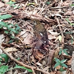 Zoothera lunulata (Bassian Thrush) at Mount Keira, NSW - 14 Jan 2025 by plants