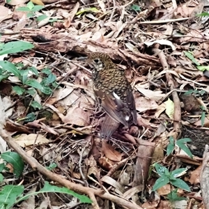 Zoothera lunulata (Bassian Thrush) at Mount Keira, NSW by plants