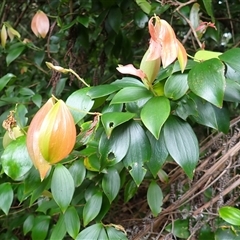 Trochocarpa laurina (Axebreaker) at Mount Keira, NSW - 13 Jan 2025 by plants