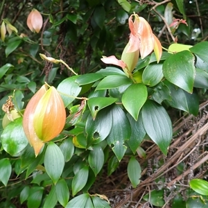 Trochocarpa laurina (Axebreaker) at Mount Keira, NSW by plants