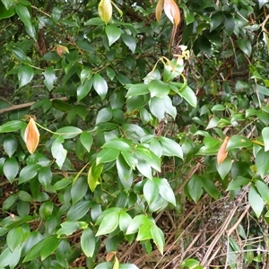 Trochocarpa laurina at Mount Keira, NSW - 14 Jan 2025 10:23 AM