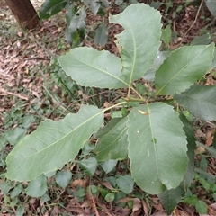 Schizomeria ovata (Crabapple) at Mount Keira, NSW - 13 Jan 2025 by plants