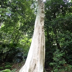 Dendrocnide excelsa (Stinging Tree) at Mount Keira, NSW - 14 Jan 2025 by plants