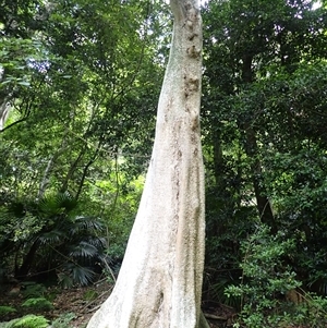 Dendrocnide excelsa (Stinging Tree) at Mount Keira, NSW by plants