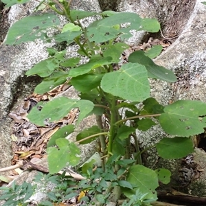 Dendrocnide excelsa at Mount Keira, NSW - 14 Jan 2025 11:10 AM