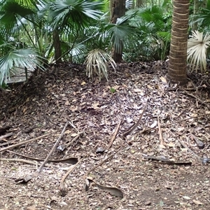 Alectura lathami (Australian Brush-turkey) at Mount Keira, NSW by plants