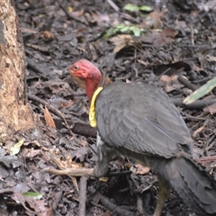 Alectura lathami at Mount Keira, NSW - 14 Jan 2025 11:29 PM