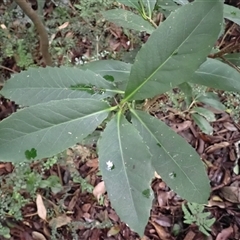 Symplocos thwaitesii (Buff Hazelwood) at Mount Keira, NSW - 14 Jan 2025 by plants