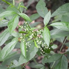 Sambucus australasica (Native Elderberry, Yellow Elderberry, Native Elder) at Mount Keira, NSW - 14 Jan 2025 by plants