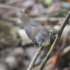 Sericornis frontalis (White-browed Scrubwren) at Mount Keira, NSW - 15 Jan 2025 by plants