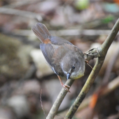 Sericornis frontalis (White-browed Scrubwren) at Mount Keira, NSW - 14 Jan 2025 by plants