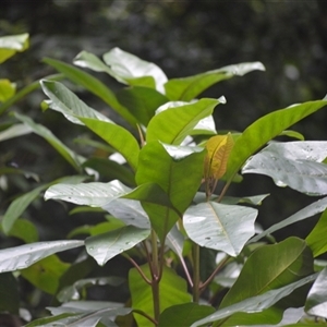 Pisonia umbellifera (Birdlime Tree) at Mount Keira, NSW by plants