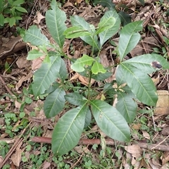 Melicope micrococca (Hairy-leaved Doughwood, White Euodia) at Mount Keira, NSW - 14 Jan 2025 by plants