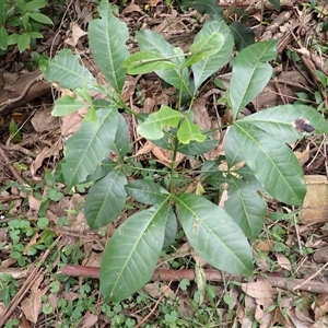 Melicope micrococca (Hairy-leaved Doughwood, White Euodia) at Mount Keira, NSW by plants