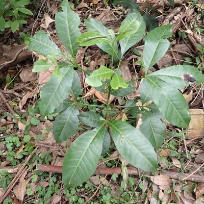 Melicope micrococca (Hairy-leaved Doughwood, White Euodia) at Mount Keira, NSW - 14 Jan 2025 by plants