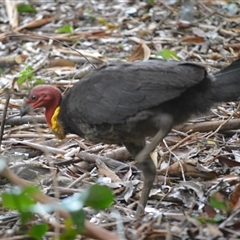 Alectura lathami (Australian Brush-turkey) at Mount Keira, NSW - 15 Jan 2025 by plants