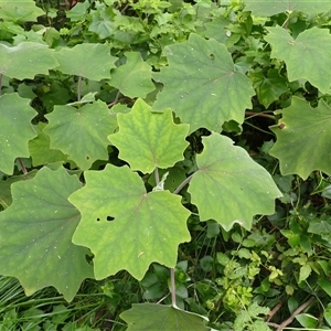 Roldana petasitis (Roldana) at Mount Keira, NSW by plants