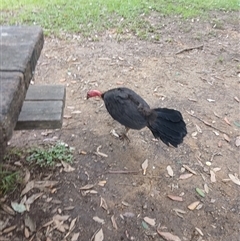 Alectura lathami (Australian Brush-turkey) at Unanderra, NSW - 14 Jan 2025 by plants