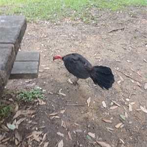 Alectura lathami (Australian Brush-turkey) at Unanderra, NSW by plants