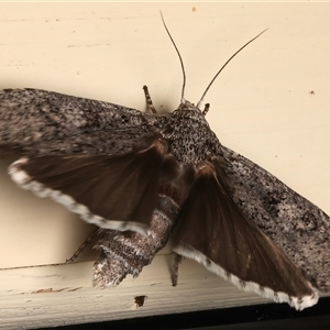 Cryptophasa irrorata (A Gelechioid moth (Xyloryctidae)) at Ainslie, ACT by jb2602