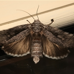 Cryptophasa irrorata at Ainslie, ACT - 6 Jan 2025 11:44 PM