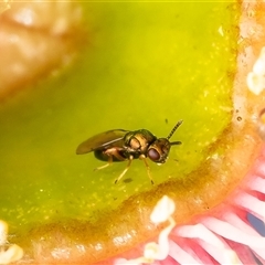 Eulophidae (family) (Eulophid Wasp) at Acton, ACT - 14 Jan 2025 by Roger