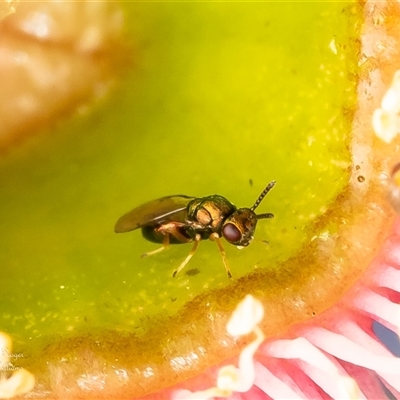 Eulophidae (family) (Eulophid Wasp) at Acton, ACT - 15 Jan 2025 by Roger