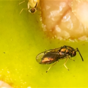 Eulophidae (family) at Acton, ACT - 15 Jan 2025 09:54 AM