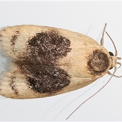 Garrha ocellifera (A concealer moth) at Ainslie, ACT - 9 Jan 2025 by jb2602