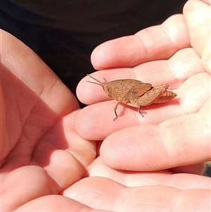 Goniaea australasiae (Gumleaf grasshopper) at Orangeville, NSW by belleandjason