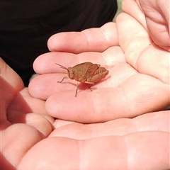 Goniaea australasiae at Orangeville, NSW - 15 Jan 2025 12:00 PM